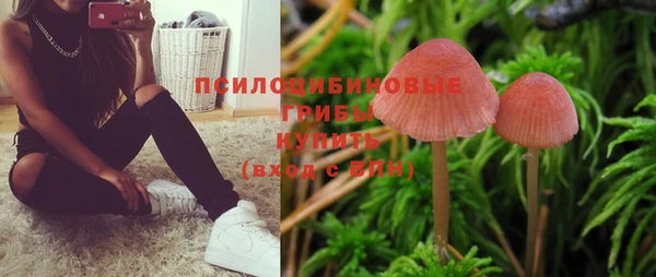 прущие грибы Бородино